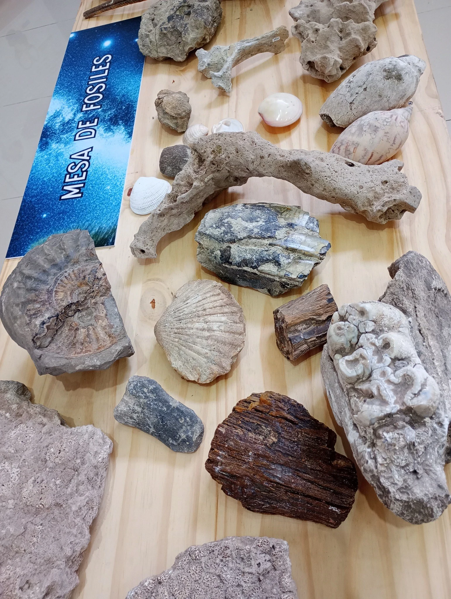 Mesa de fósiles del Museo Scasso