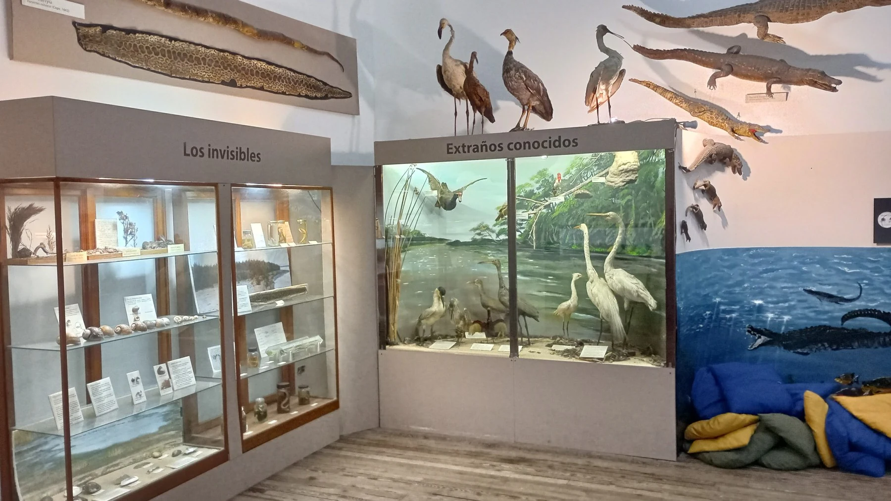 Colecciones del río Paraná en el Museo Scasso